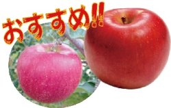 画像1: シナノスイート《家庭用》10月中旬〜