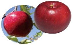 画像1: 紅玉《家庭用》９月下旬〜