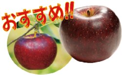 画像1: 秋映《贈答用》10月初旬〜