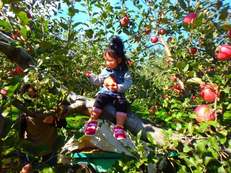今シーズンのりんごの収穫が始まっております！